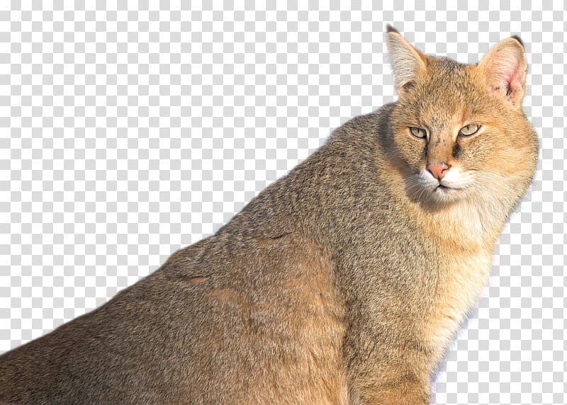 Chausie Whiskers Cougar, Jungle Cat transparent background PNG clipart