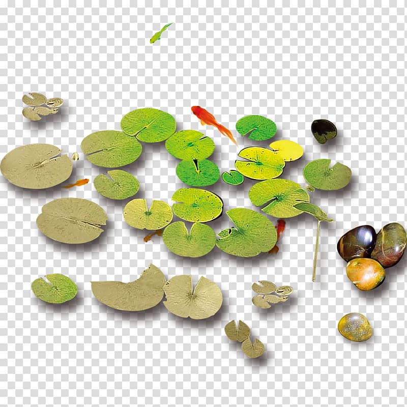 Common carp Pond Nelumbo nucifera, Pond fish transparent background PNG clipart