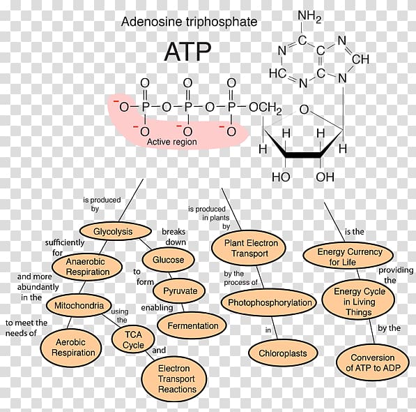 Protein Cell membrane Biology Ribosome, atp transparent background PNG clipart