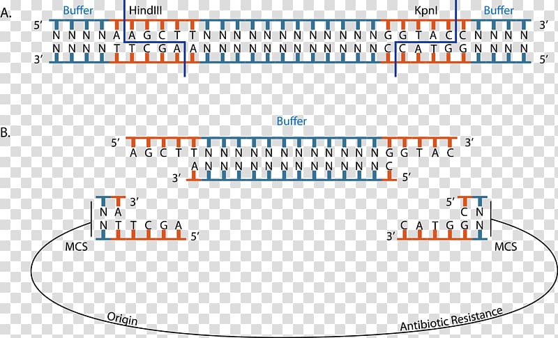 Sticky and blunt ends Restriction enzyme HindIII Ligation Cloning, paste transparent background PNG clipart