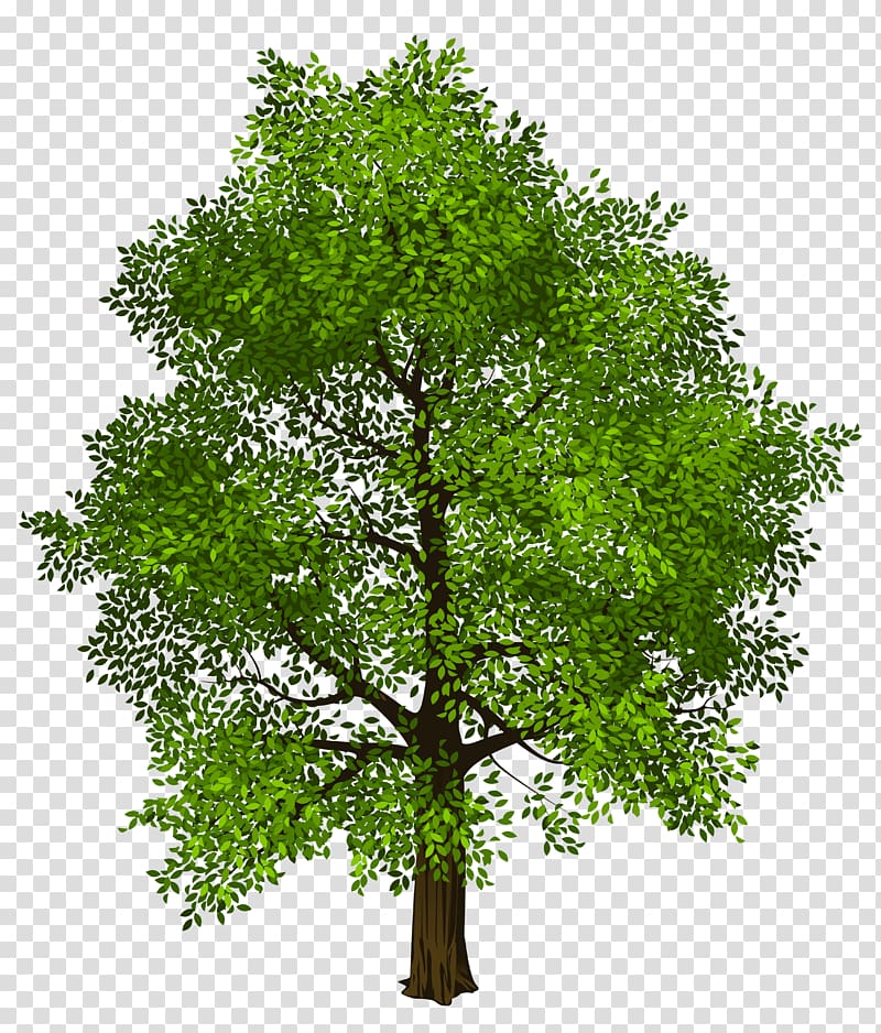 Tree Transparency and translucency , green tree transparent background PNG clipart