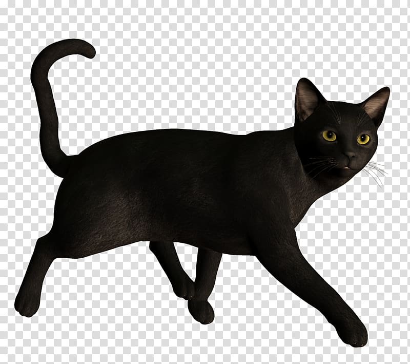 Bombay cat Burmese cat Korat Tonkinese cat German Rex, Black Cat transparent background PNG clipart