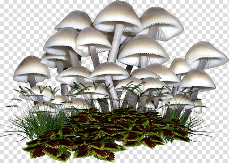 Oyster Mushroom Fungus Boletus edulis , mushroom transparent background PNG clipart