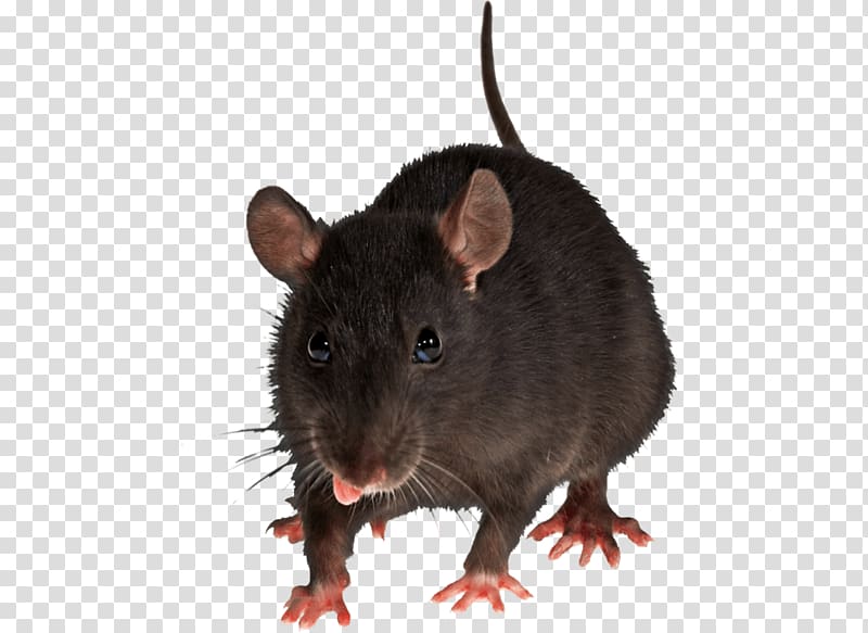 Brown rat Mouse Black rat Rodent Pest control, Mouse Rat transparent background PNG clipart