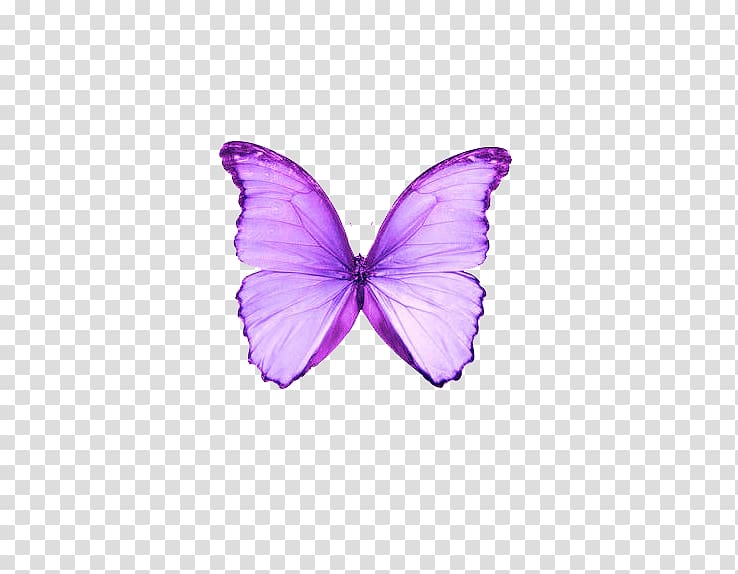 dream purple butterfly transparent background PNG clipart