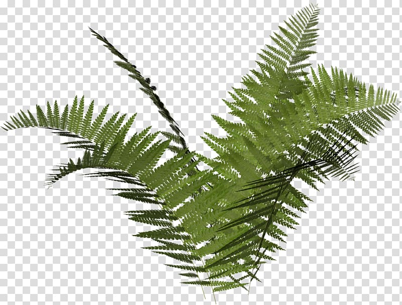 green leafed plant illustration, Ostrich Fern Vascular plant Leaf, vegetation transparent background PNG clipart
