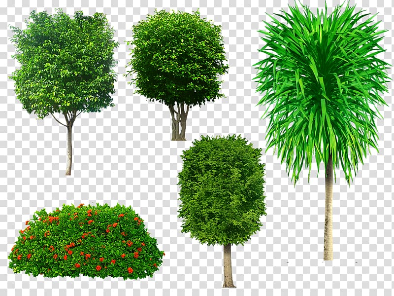 Tree Portable Network Graphics Adobe shop Psd, tree transparent background PNG clipart
