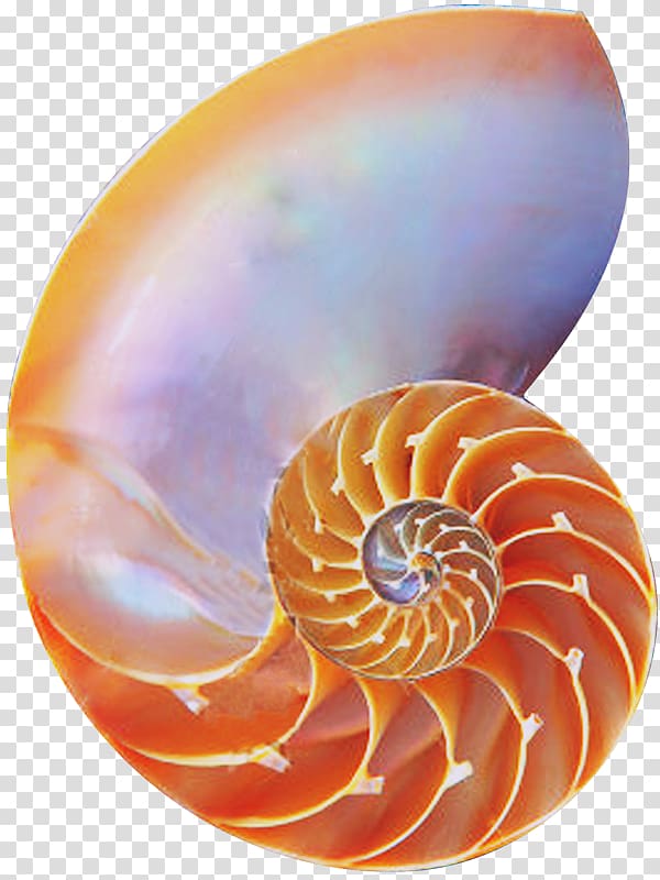 Chambered nautilus Golden ratio Seashell Spiral, seashell transparent background PNG clipart