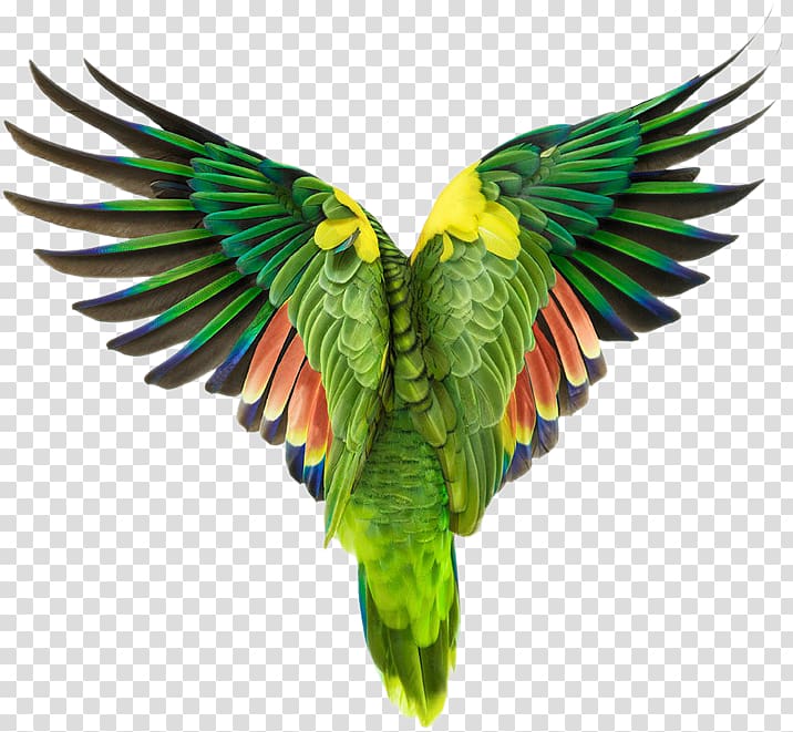 Bird Owl Cockatoo grapher , parrot,Bako transparent background PNG clipart