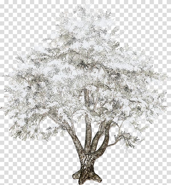 Twig Tree , tree transparent background PNG clipart