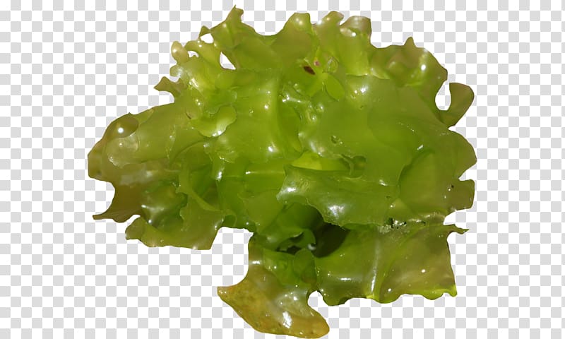 Sea lettuce Leaf vegetable North Sea, Laitue transparent background PNG clipart