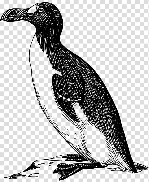 Great auk , hand drawn penguin transparent background PNG clipart