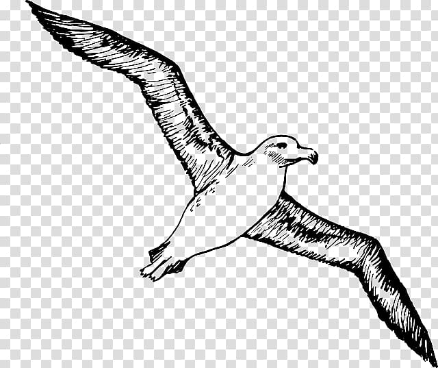 Albatross Bird , albatross transparent background PNG clipart