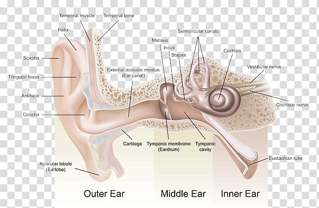 Listen 2 Life Hearing Center, Chalfont Ear Anatomy Outer ear, ear transparent background PNG clipart
