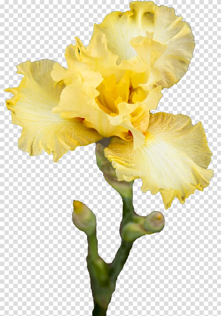 Yellow Iris pseudacorus Cut flowers Plant stem, iris transparent background PNG clipart