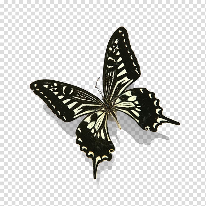 black and white swallowtail butterfly illustration, Monarch butterfly Nymphalidae , butterfly transparent background PNG clipart