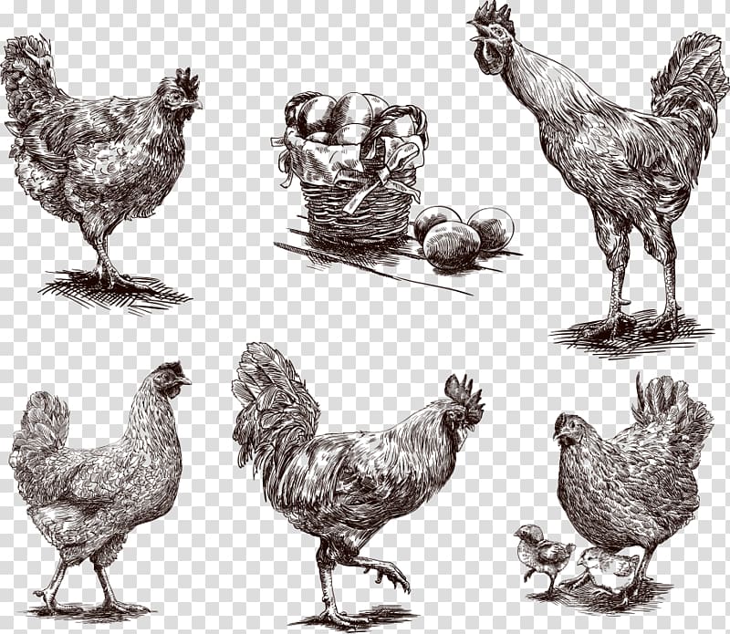 Chicken Egg Illustration, painted chicken transparent background PNG clipart
