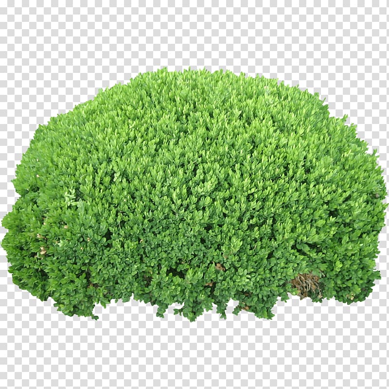 Shrub Computer file, Bush transparent background PNG clipart