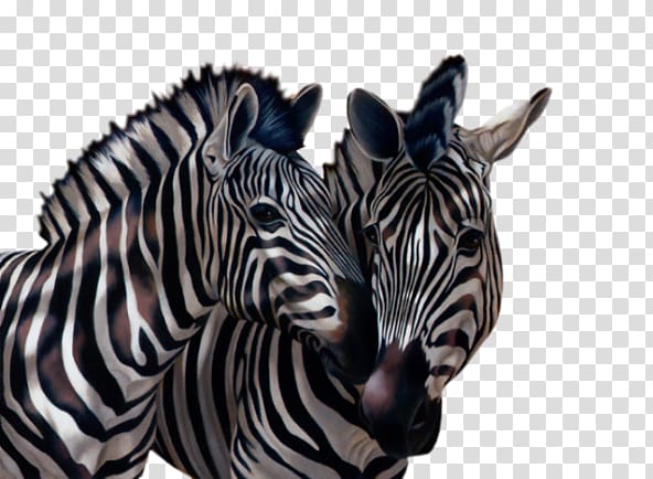 Quagga Zebra Zebre Animal Elephantidae, zebra transparent background PNG clipart