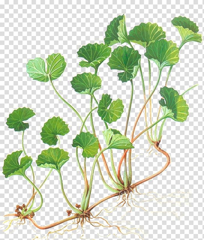 Centella asiatica Herbalism Water pennyworts Medicinal plants, others transparent background PNG clipart