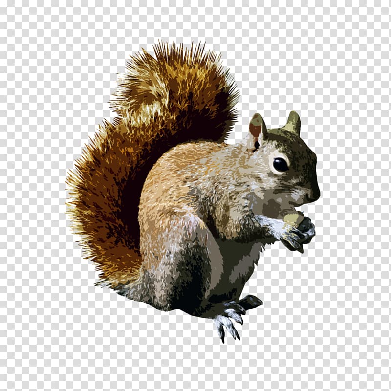 Tree squirrels Rodent , 1 2 written transparent background PNG clipart
