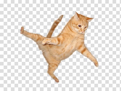 orange tabby cat, Cat Jump transparent background PNG clipart