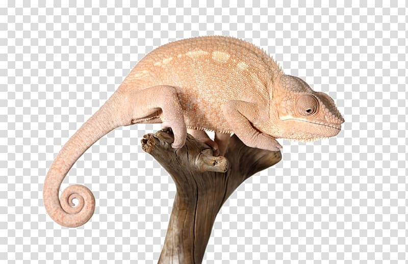 Reptile Chameleons Lizard, Chameleon on a dead tree transparent background PNG clipart