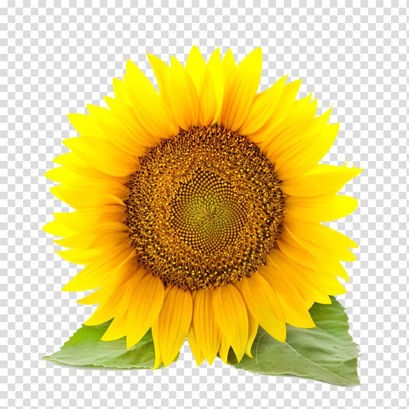 sunflower , Common sunflower , sunflower transparent background PNG clipart