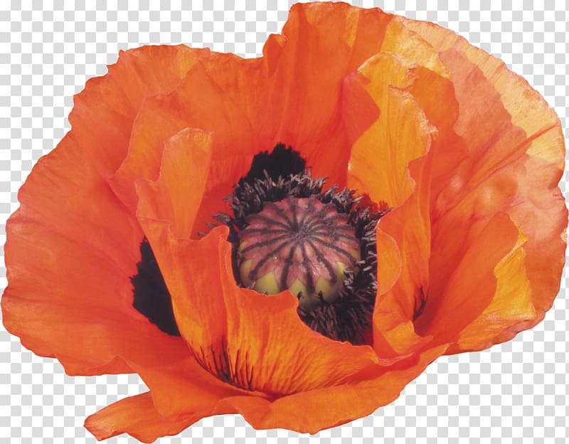 Common poppy Flower Opium poppy, poppy transparent background PNG clipart