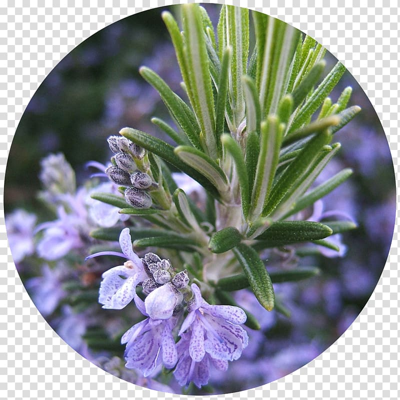 Rosemary Herb Köhler\'s Medicinal Plants Verbenone Oil, oil transparent background PNG clipart