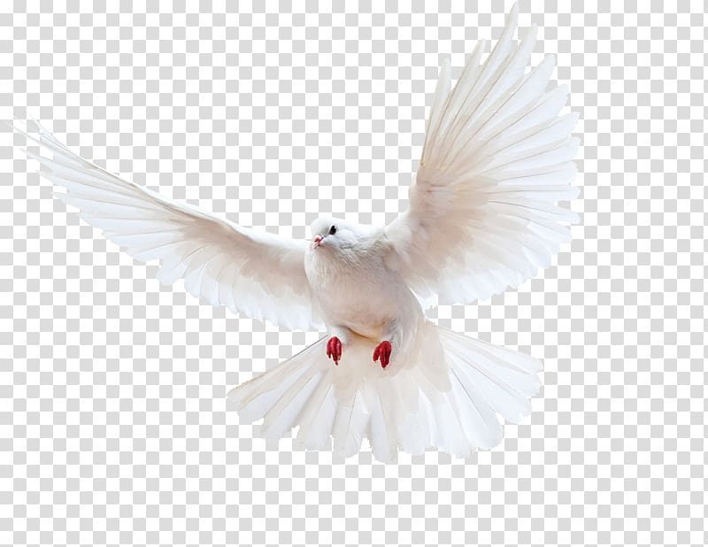 Columbidae Bird Homing pigeon Doves as symbols Release dove, Bird transparent background PNG clipart