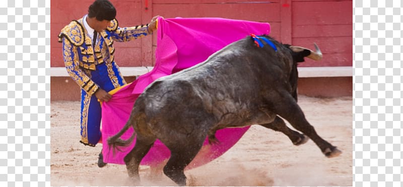 Spanish-style bullfighting Bullfighter Maestranza, bullfighting transparent background PNG clipart