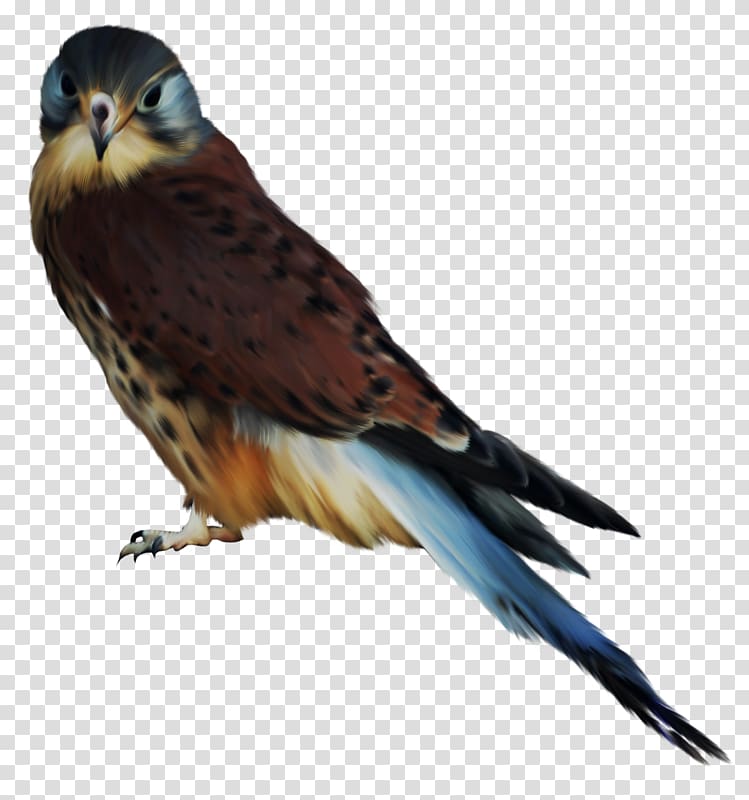 Bird of prey Owl Hawk Accipitriformes, Bird transparent background PNG clipart