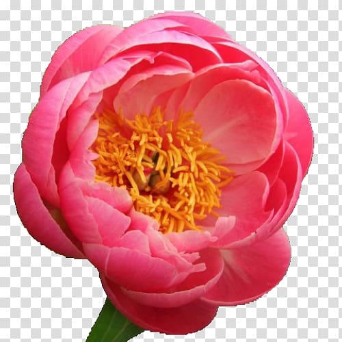 Chinese peony Paeonia \'Coral Sunset\' Paeonia \'Coral Charm\' Flower, peony transparent background PNG clipart