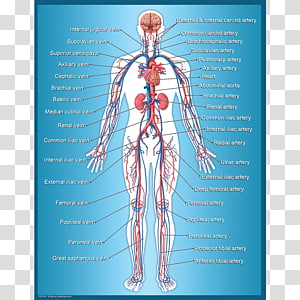 Circulatory System Transparent Background Png Cliparts Free Download Hiclipart - muscles y musculos roblox