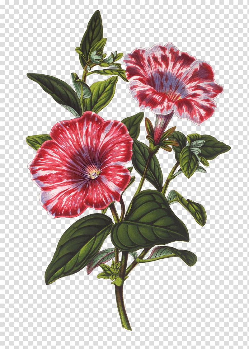 pink petaled flowers illustration, Botanical illustration Botany Drawing, jasmine flowers transparent background PNG clipart