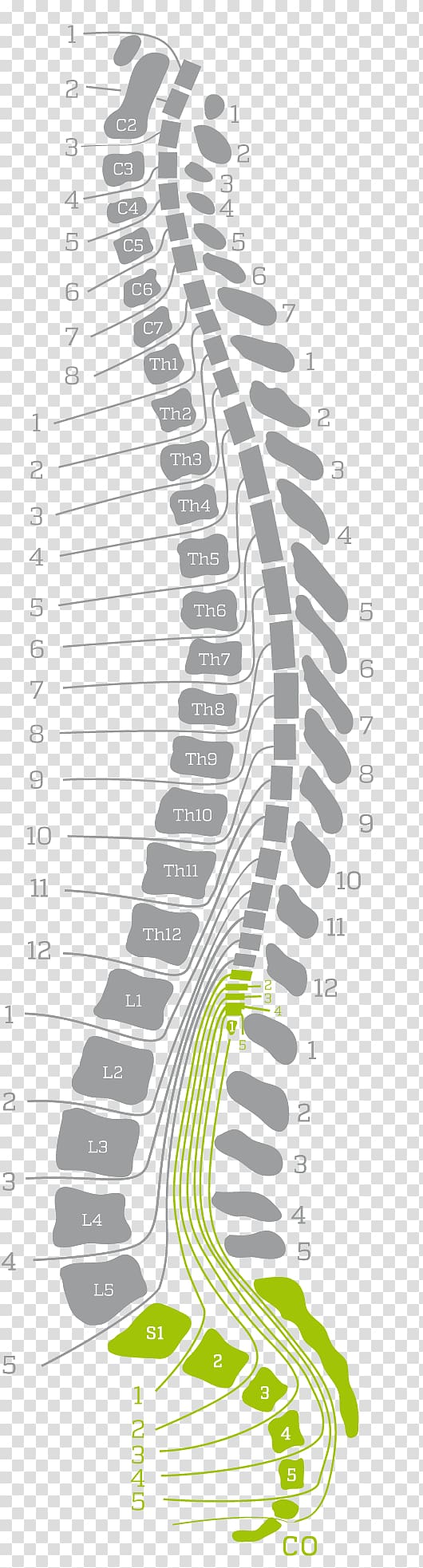 Back pain Vertebral column Human back, Sacrum transparent background PNG clipart