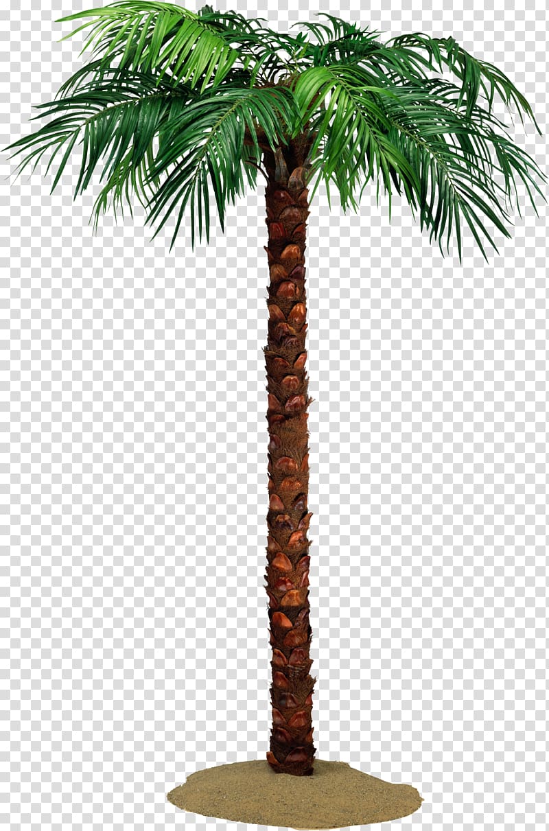 Arecaceae Tree Crown Date palms Raffia palm, palm tree transparent background PNG clipart