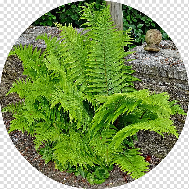 Ostrich Fern Fiddlehead fern Terrestrial plant, others transparent background PNG clipart