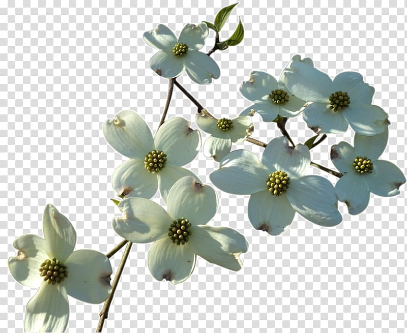 white dogwood flower transparent background PNG clipart