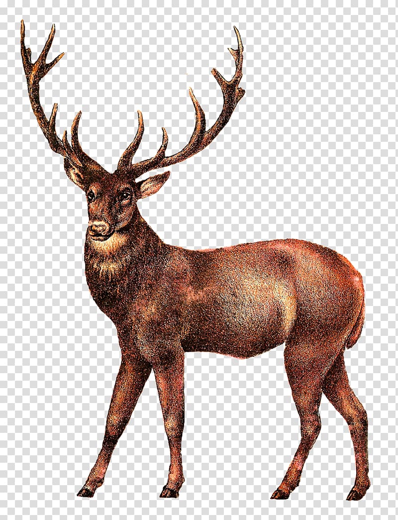 White-tailed deer Elk , deer transparent background PNG clipart