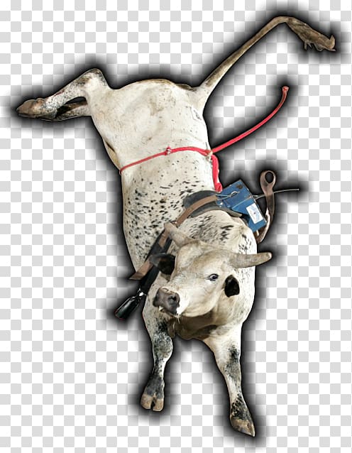 Bucking bull Cattle Ox Bull riding, bull riding transparent background PNG clipart