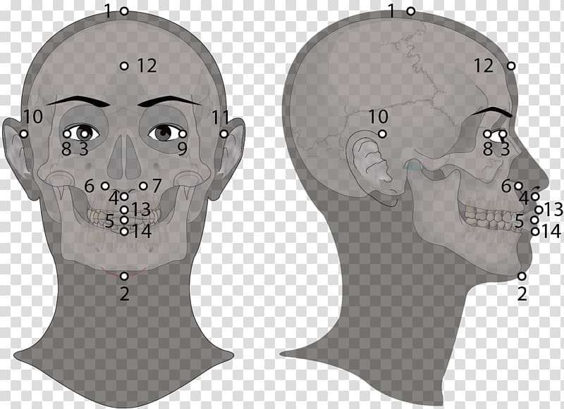 Jaw Skull Headgear, golden ratio face transparent background PNG clipart