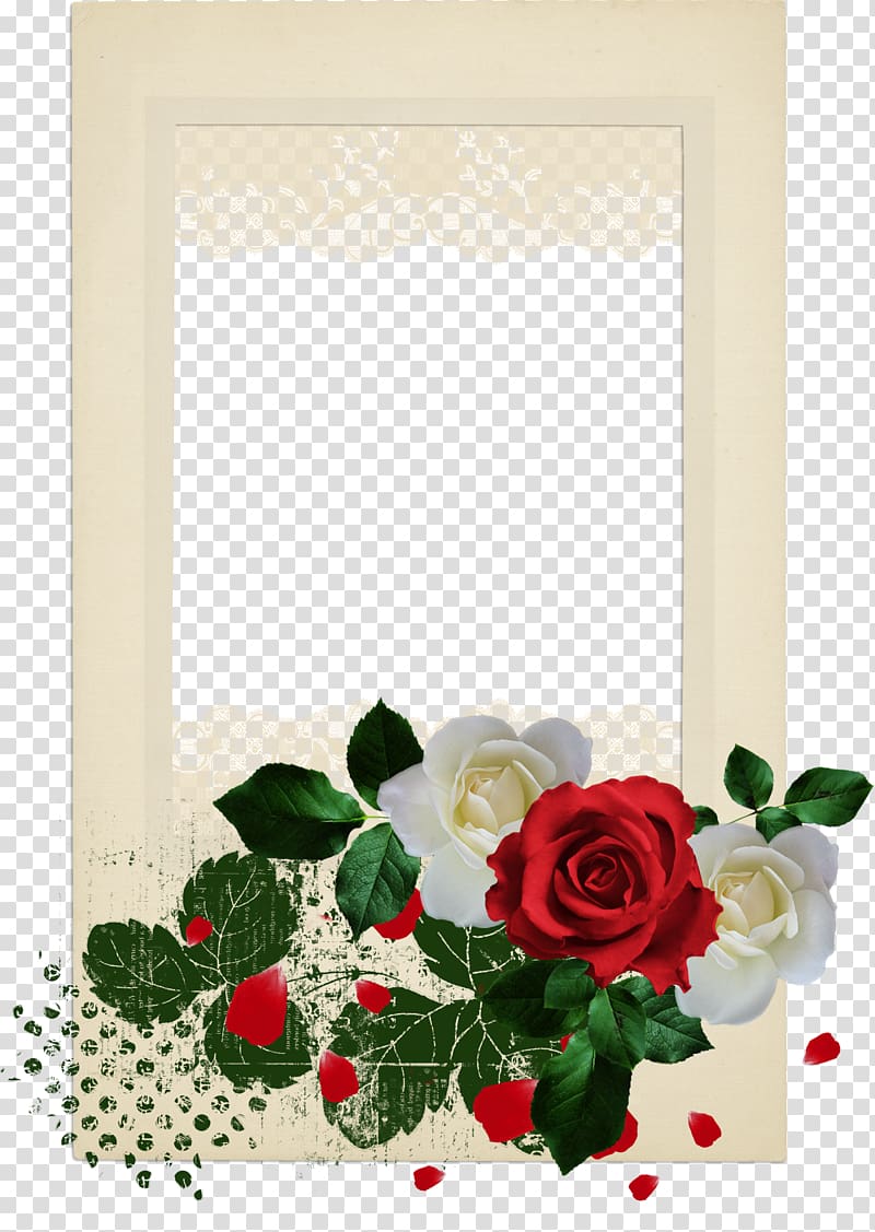 Garden roses Beach rose Flower , Rose borders transparent background PNG clipart