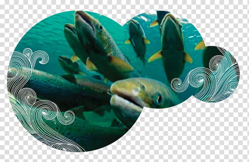 AquAdvantage salmon Chinook salmon Coho salmon Sockeye salmon, sustentable transparent background PNG clipart