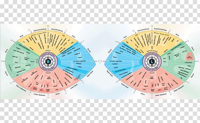 Iridology Iris Sclera Eye Reflexology, eye chart transparent background PNG clipart