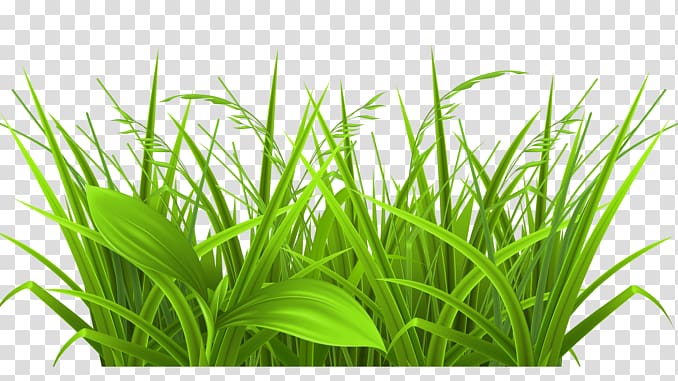 , clump of grass transparent background PNG clipart