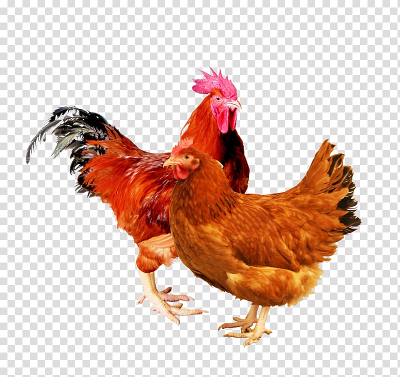 Rooster New Hampshire chicken Rhode Island Red Sussex chicken Leghorn chicken, others transparent background PNG clipart