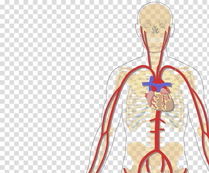 Human body Vein Inferior vena cava Subclavian artery, arm transparent background PNG clipart