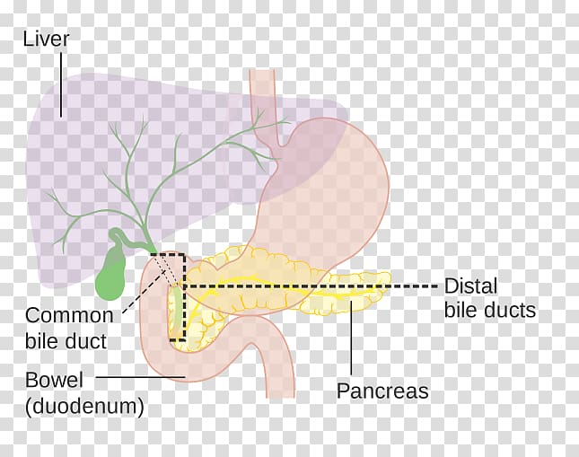 Bile acid Dengue Digestion Homeostasis, ducts transparent background PNG clipart